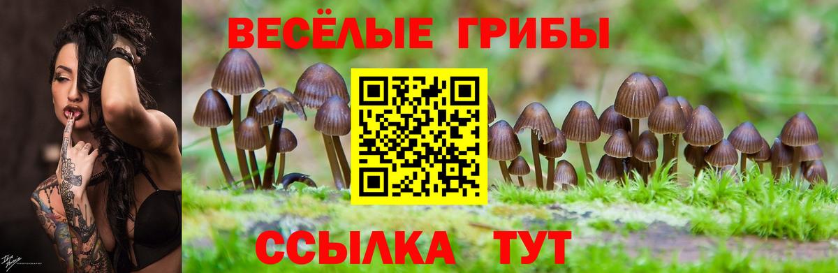 Галлюциногенные грибы Cubensis  Вход с VPN  Псилоцибиновые грибы Psilocybe  Котовск 